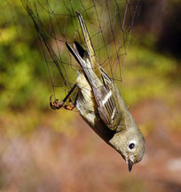 yellow_warbler20b.jpg