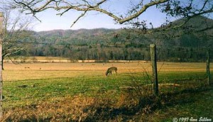 Cades Cove drive