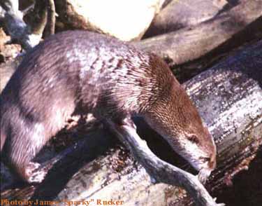 otter photo 